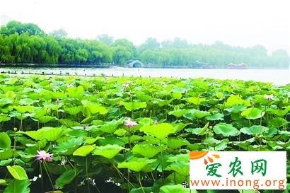 山东:济南大明湖风景区荷花盛开(图)_风景520 山东:济南大明湖风景区荷花盛开(图)