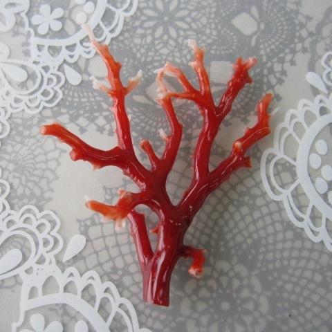 解密珊瑚3大名门——阿卡AKA、MOMO、沙丁的区别