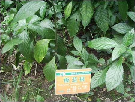 浅谈板蓝根的种植管理技术