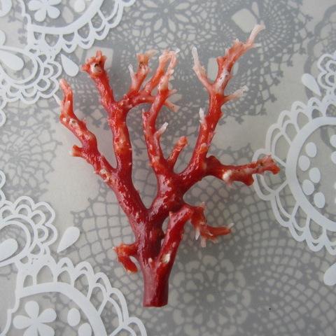 解密珊瑚3大名门——阿卡AKA、MOMO、沙丁的区别