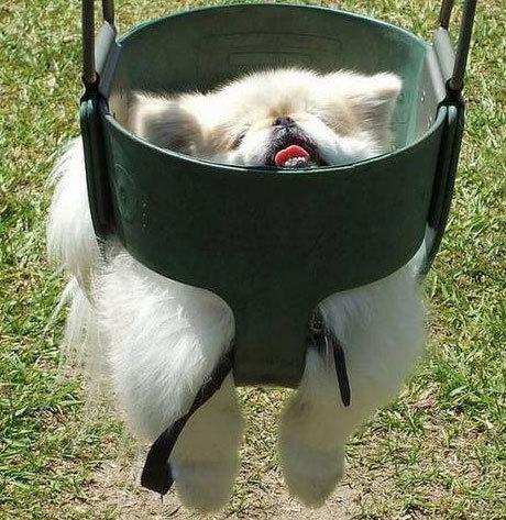 组图:可爱狗狗荡秋千的"囧态"