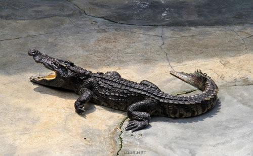 黯然销魂的百态睡动物们卖萌的睡姿