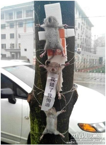 昨天,在双流县棠湖南路二段,双流县公安局旁,3只被"五花大绑"在树枝上