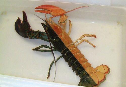 据外媒报道,美国一名渔夫上周捕获了一只颜色怪异的龙虾