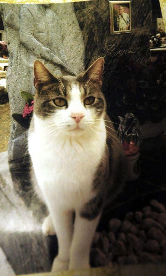 意大利一只猫上演"忠猫八公"为主人守墓(图)