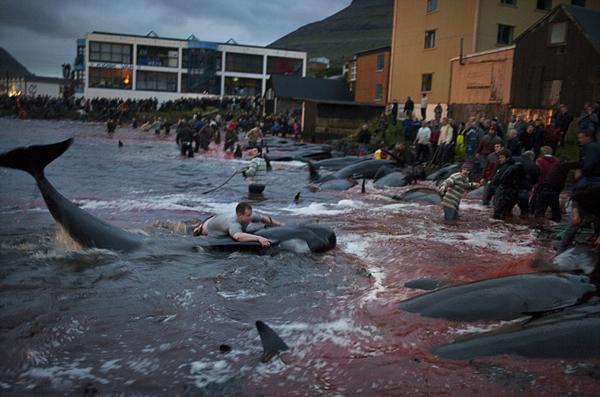 丹麦法罗兰群岛举行一年一度的屠杀领航鲸传统活动