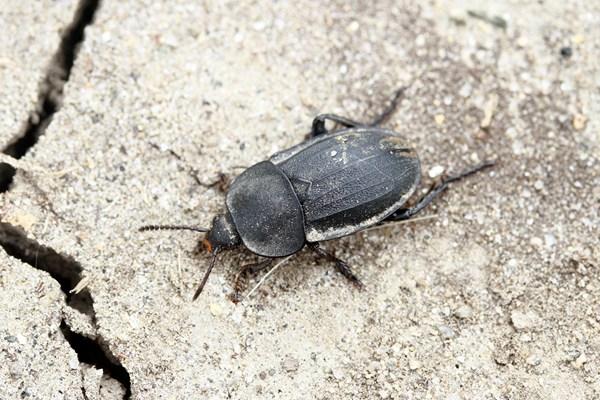 【昆虫】2013年北疆观鸟周之昆虫概览—计云(凡虫)|微刊 - 悦读喜欢