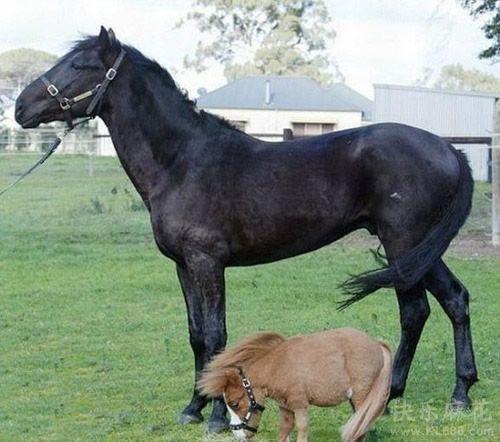 世界最小的马,超萌像毛绒玩具[1p]