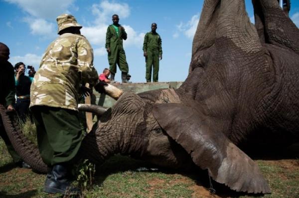 肯尼亞大象另類遷移:緩解人與動物緊張關係