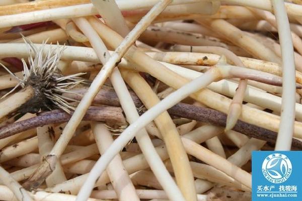 藕带,也叫藕茎,藕梁,藕鞭,藕簪,新鲜的藕带炒熟之后,脆甜脆甜,想起来