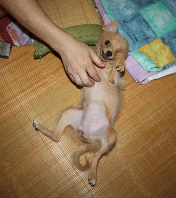 二狗超搞笑的雷人照片,不信你不笑!