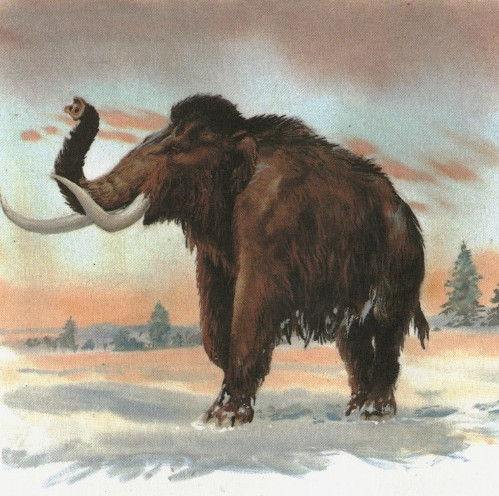 猛犸象(资料图)