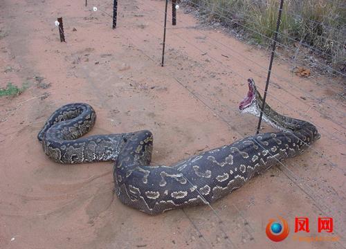 13岁男孩与蟒蛇同居12年 人蛇情深同睡一床(图)