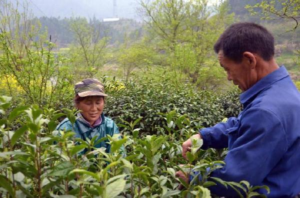 茶树如经剪枝,则采摘面以下之茶叶不宜采摘,俾使旁枝浓密,树势整齐而